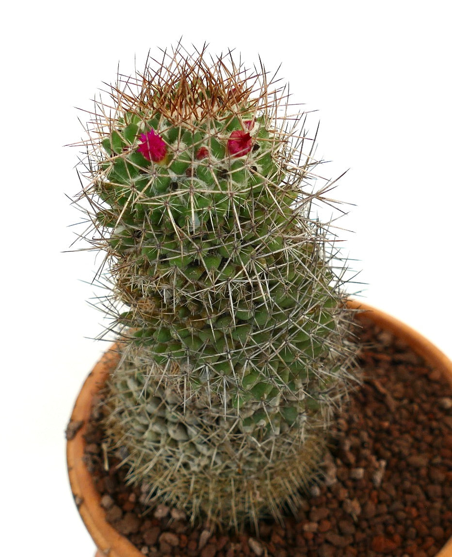 Mammillaria ingens