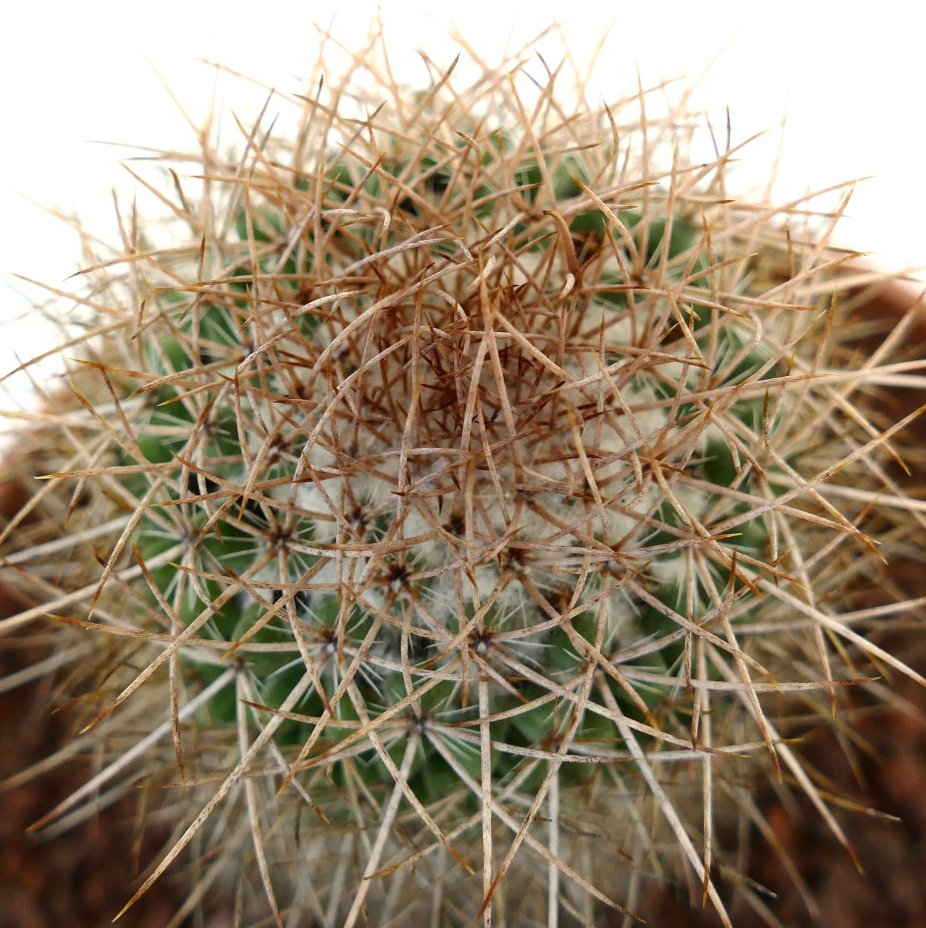 Mammillaria kelleriana