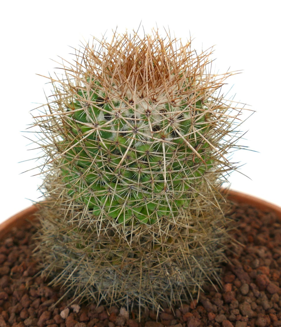 Mammillaria kelleriana