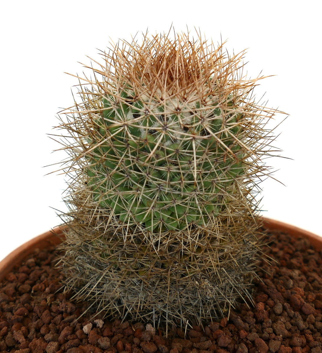 Mammillaria kelleriana