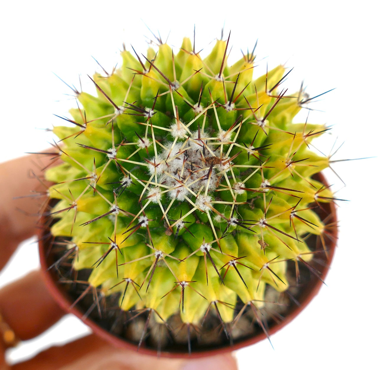 Draufsicht der Mammillaria marksiana variegata, die ein gelb-grünes radial gestreiftes Muster mit dichten Stacheln und wolligem Zentrum zeigt.