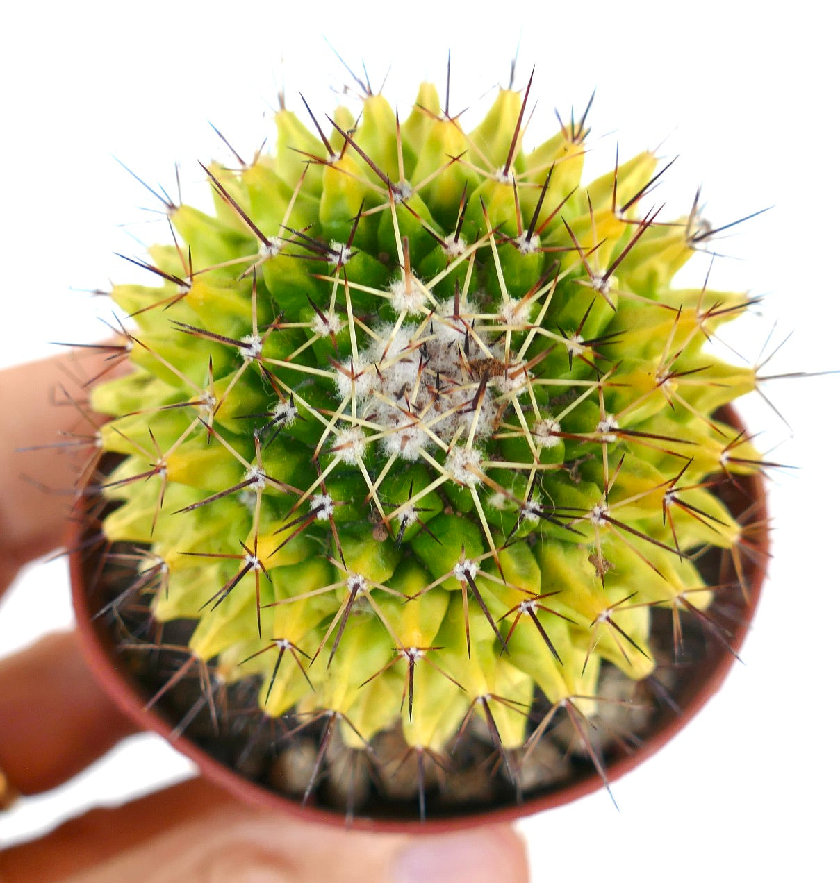 Nahaufnahme von oben auf einen variierten Mammillaria marksiana Kaktus mit kontrastierenden gelben und grünen Tönen sowie zentraler Wolle.