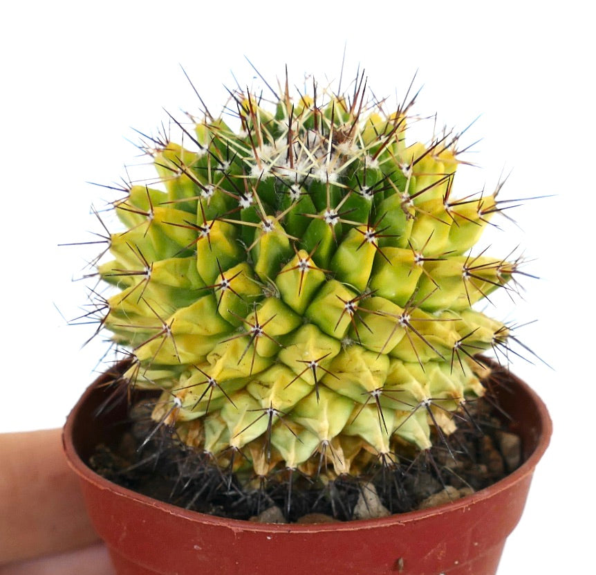 Seitenansicht von Mammillaria marksiana variegata, die ihre kugelförmige Gestalt, die panaschierten Rippen und gleichmäßig verteilten Dornen zeigt.