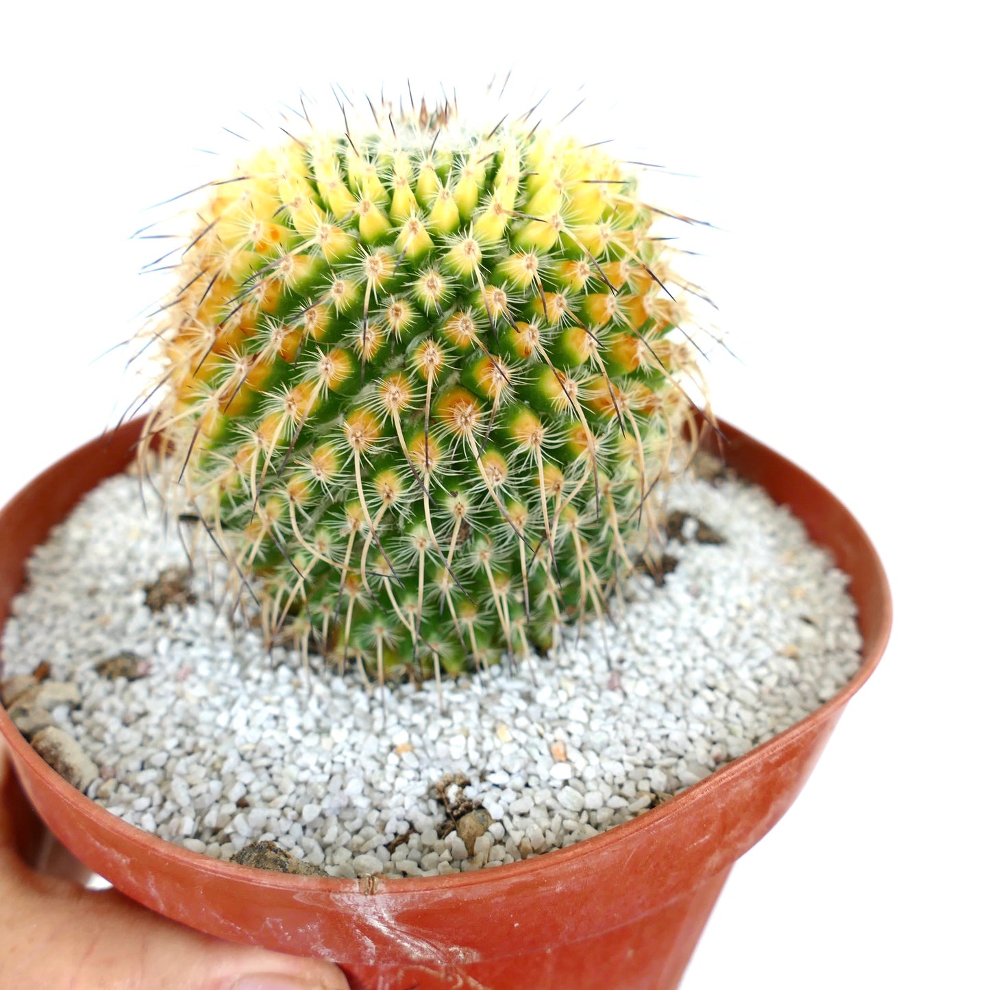 Mammillaria muehlenpfordtii VARIEGATED