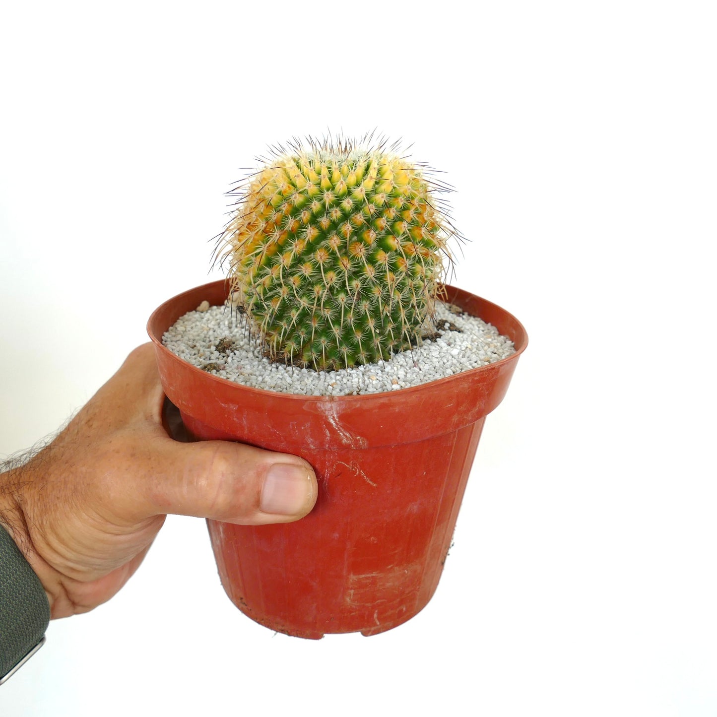 Mammillaria muehlenpfordtii VARIEGATED