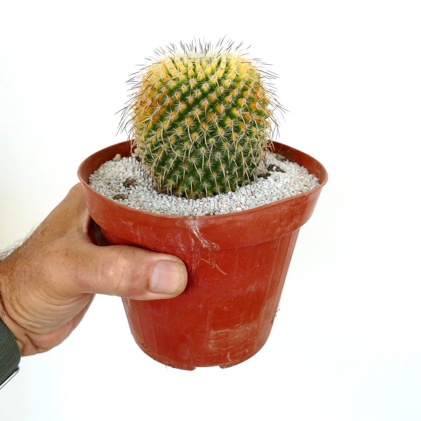 Mammillaria muehlenpfordtii VARIEGATED