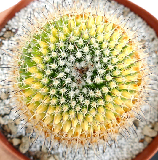 Mammillaria muehlenpfordtii VARIEGATED