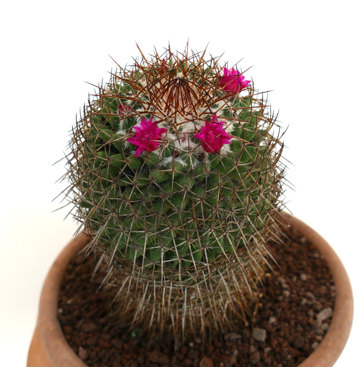 Mammillaria multiseta (South of Gueletao, Oaxaca, Mexico)