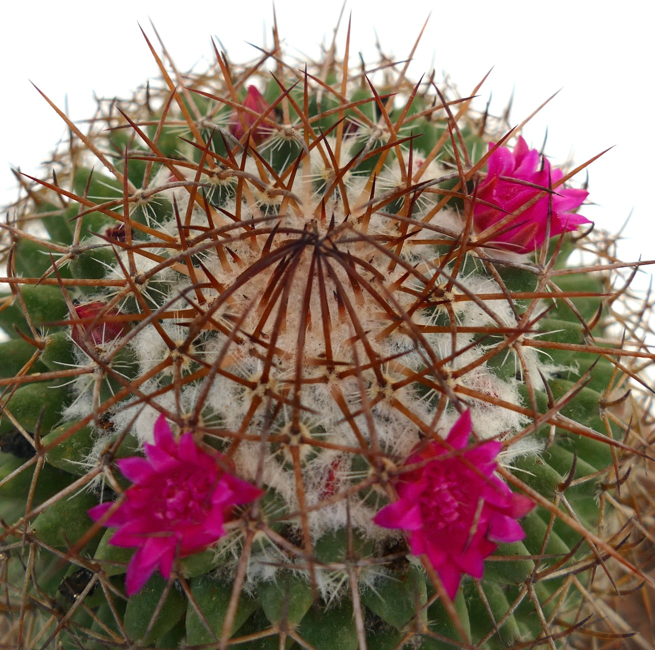 Mammillaria multiseta (South of Gueletao, Oaxaca, Mexico)