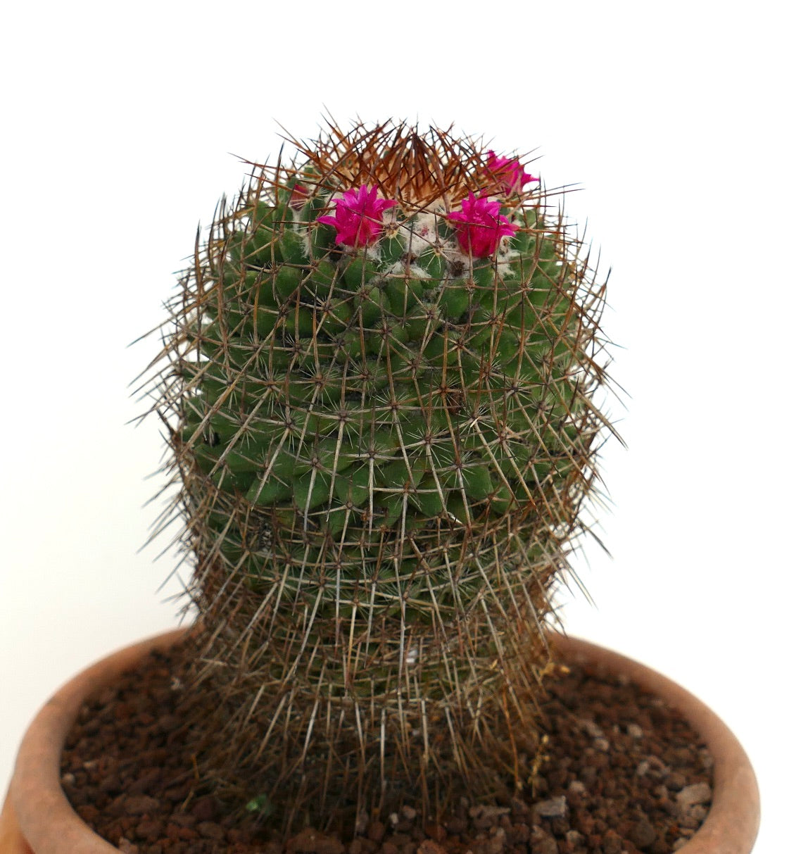 Mammillaria multiseta (South of Gueletao, Oaxaca, Mexico)