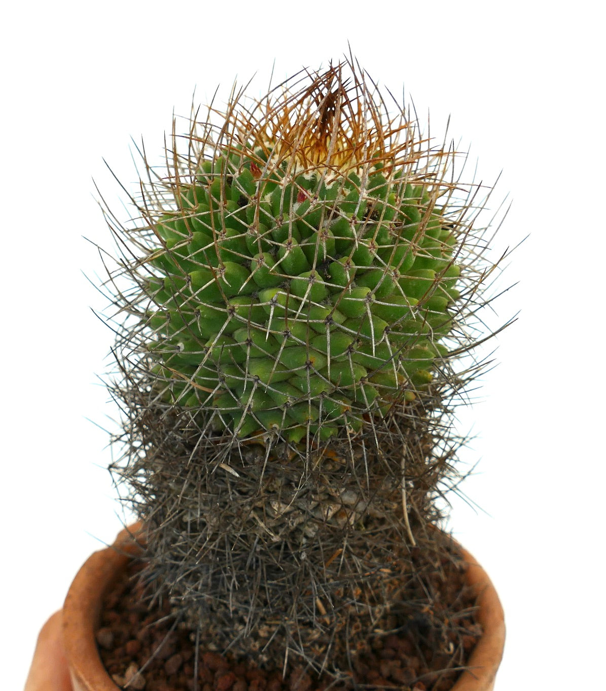 Mammillaria mutabilis