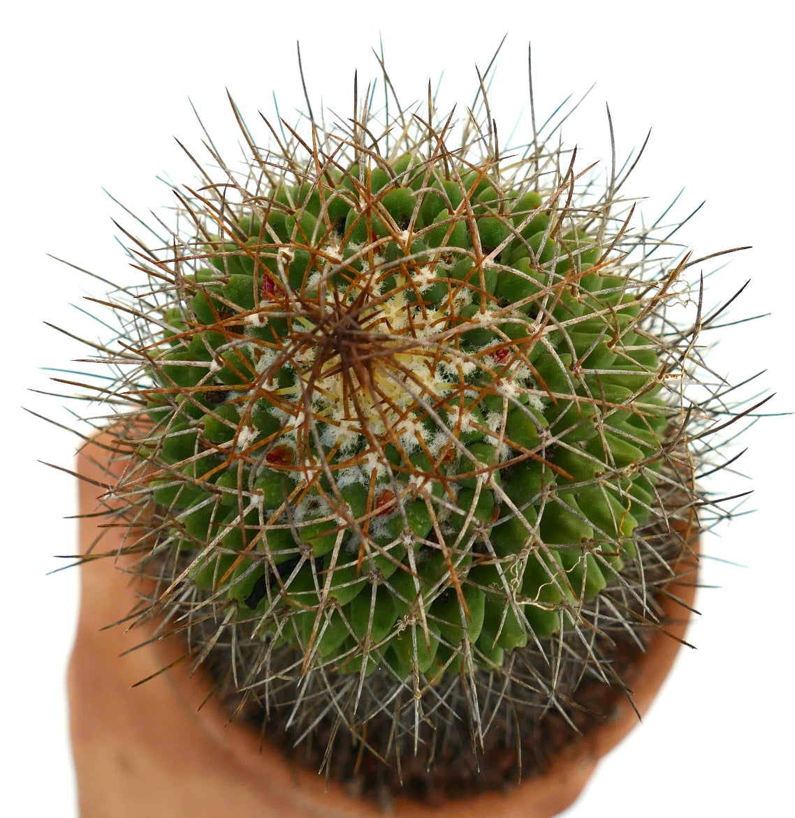 Mammillaria mutabilis