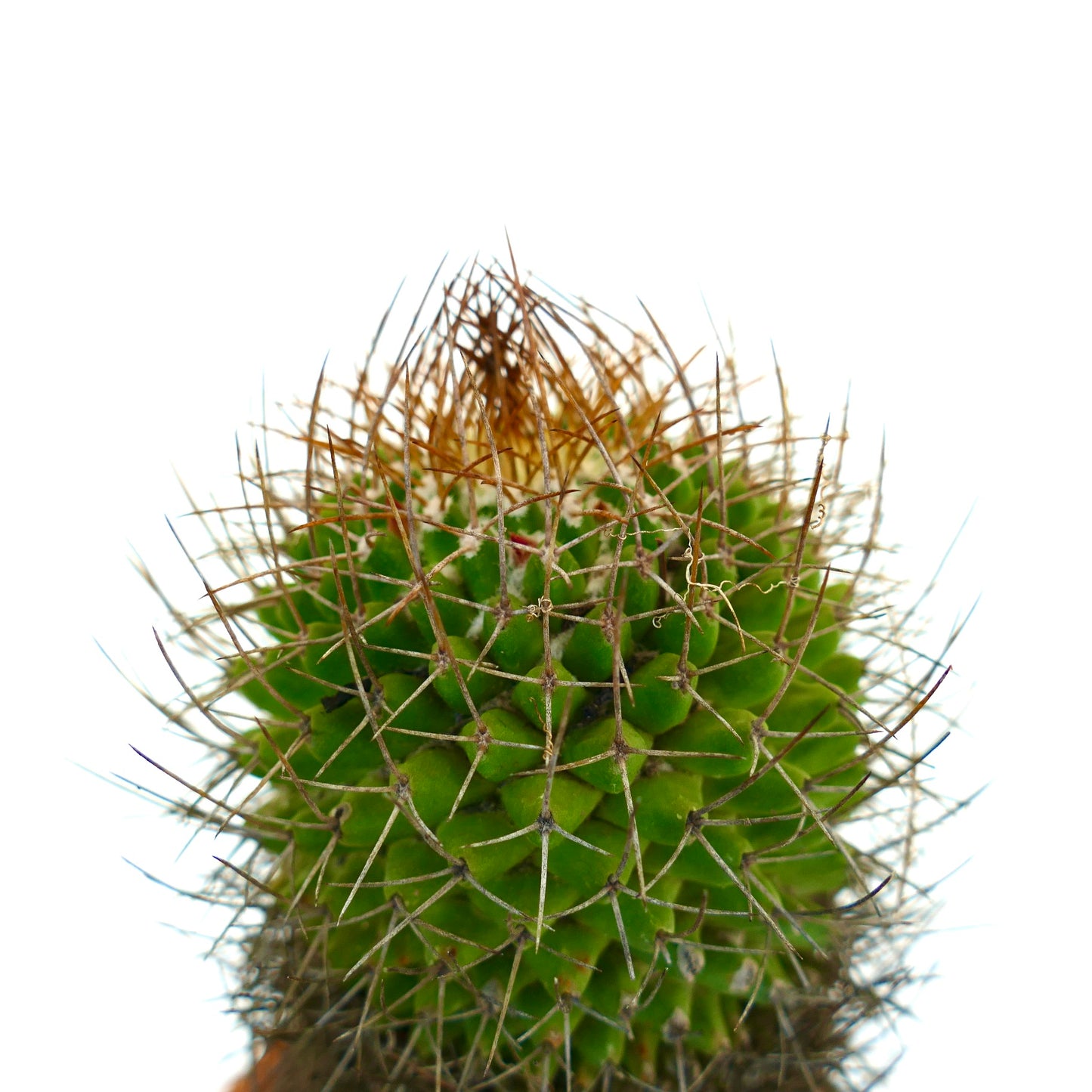 Mammillaria mutabilis