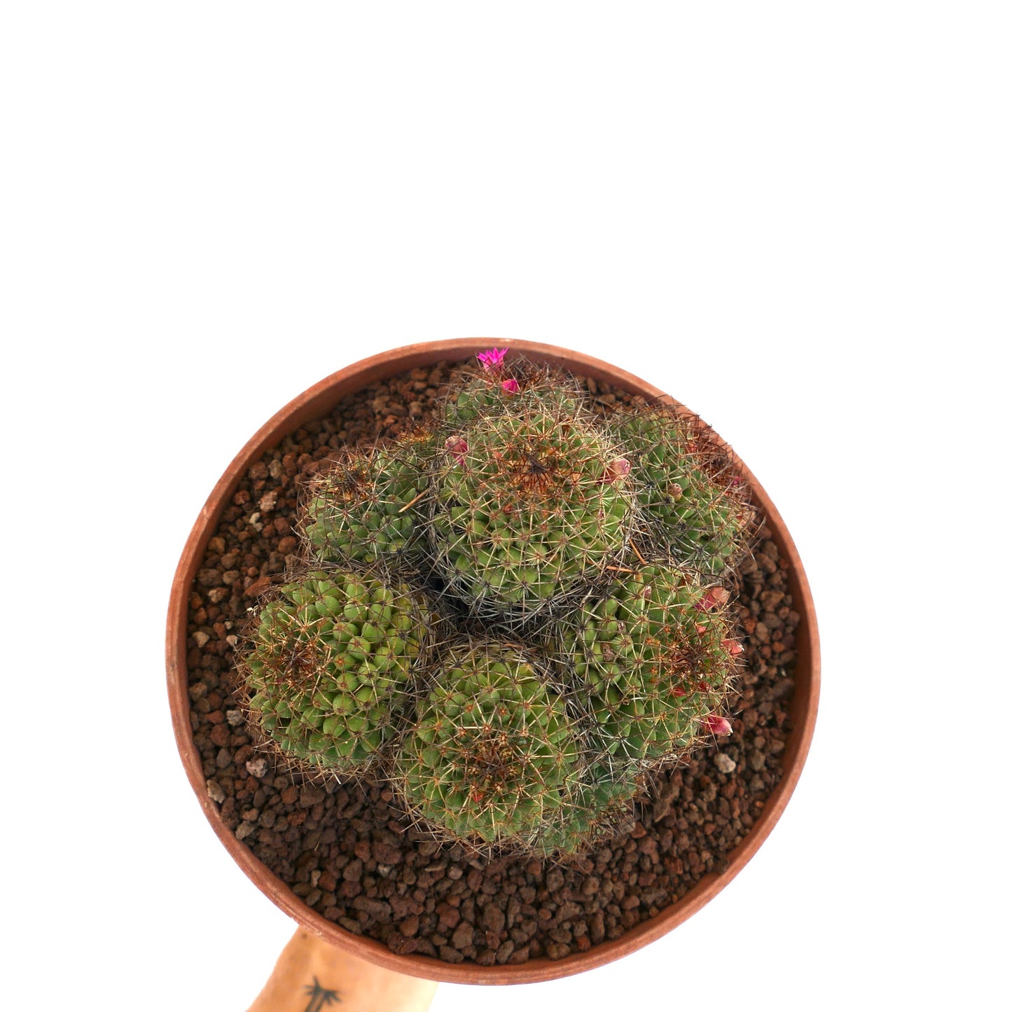 Mammillaria mystax (Veracruz border, Mexico)