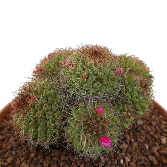 Mammillaria mystax (Veracruz border, Mexico)