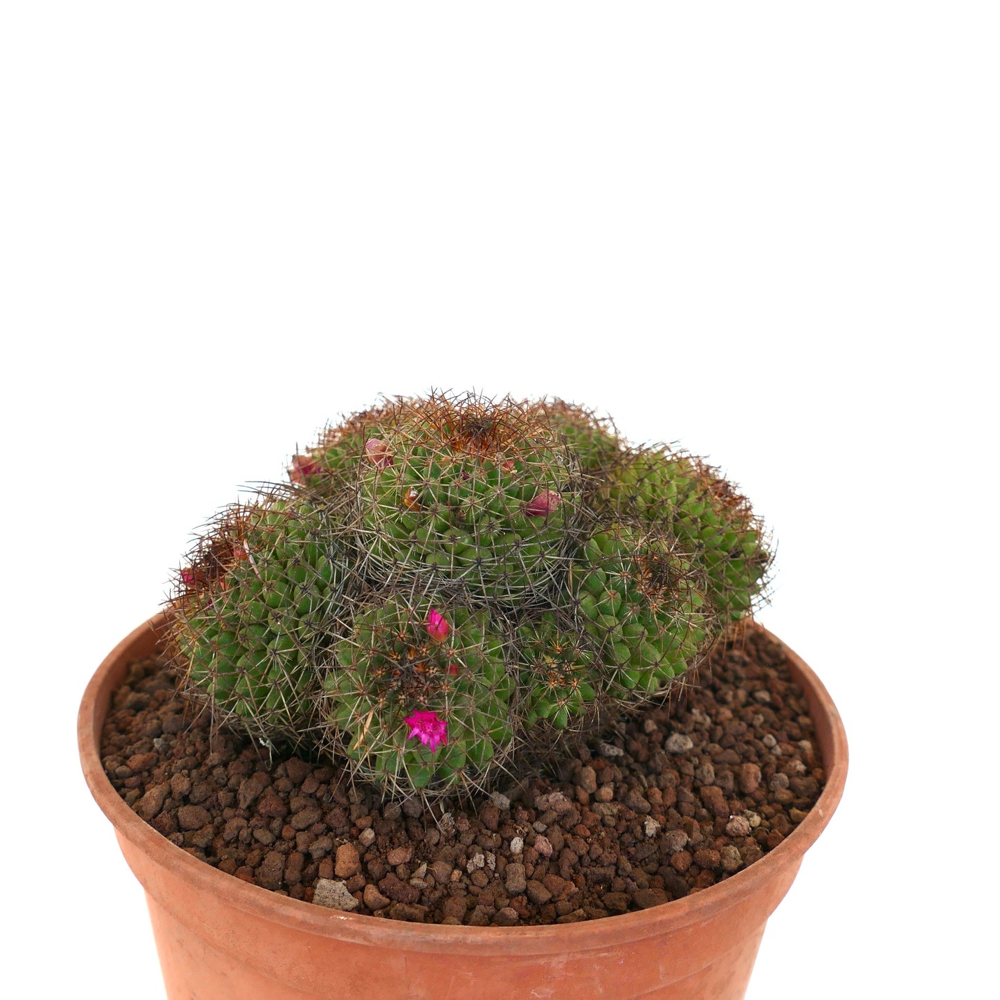 Mammillaria mystax (Veracruz border, Mexico)