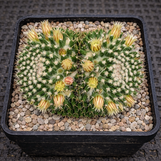 Cactus Mammillaria nejapensis con flores rayadas amarillas en maceta negra con tierra superficial de grava