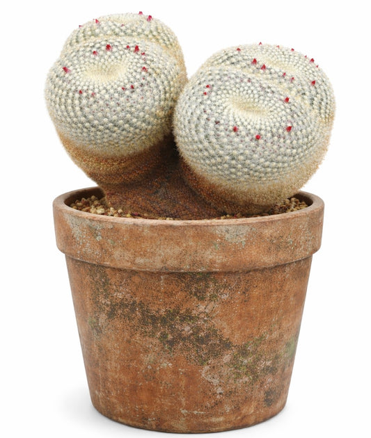 Mammillaria neopotosina raro cactus con espinas blancas y capullos de flores rojas en maceta rústica