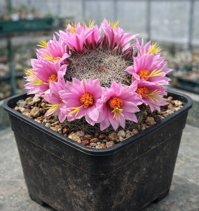 กระบองเพชรมามิลลาเรีย โอลิเวียเอ ดอกสีชมพู ในกระถางปลูกต้นไม้สีดำ