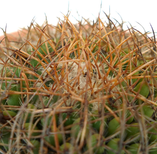 Mammillaria parkinsonii REP 2363 Pena Miller, Querétaro, Mexico