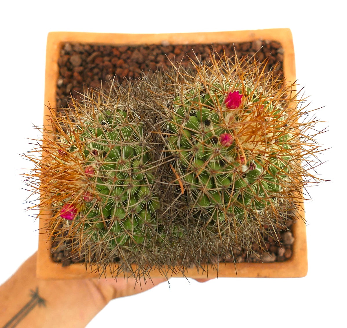 Mammillaria parkinsonii REP 2363 Pena Miller, Querétaro, Mexico