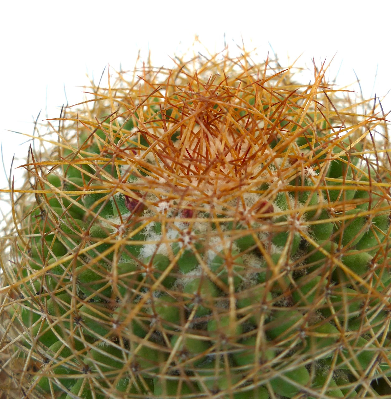 Mammillaria parkinsonii REP 2363 Pena Miller, Querétaro, Mexico