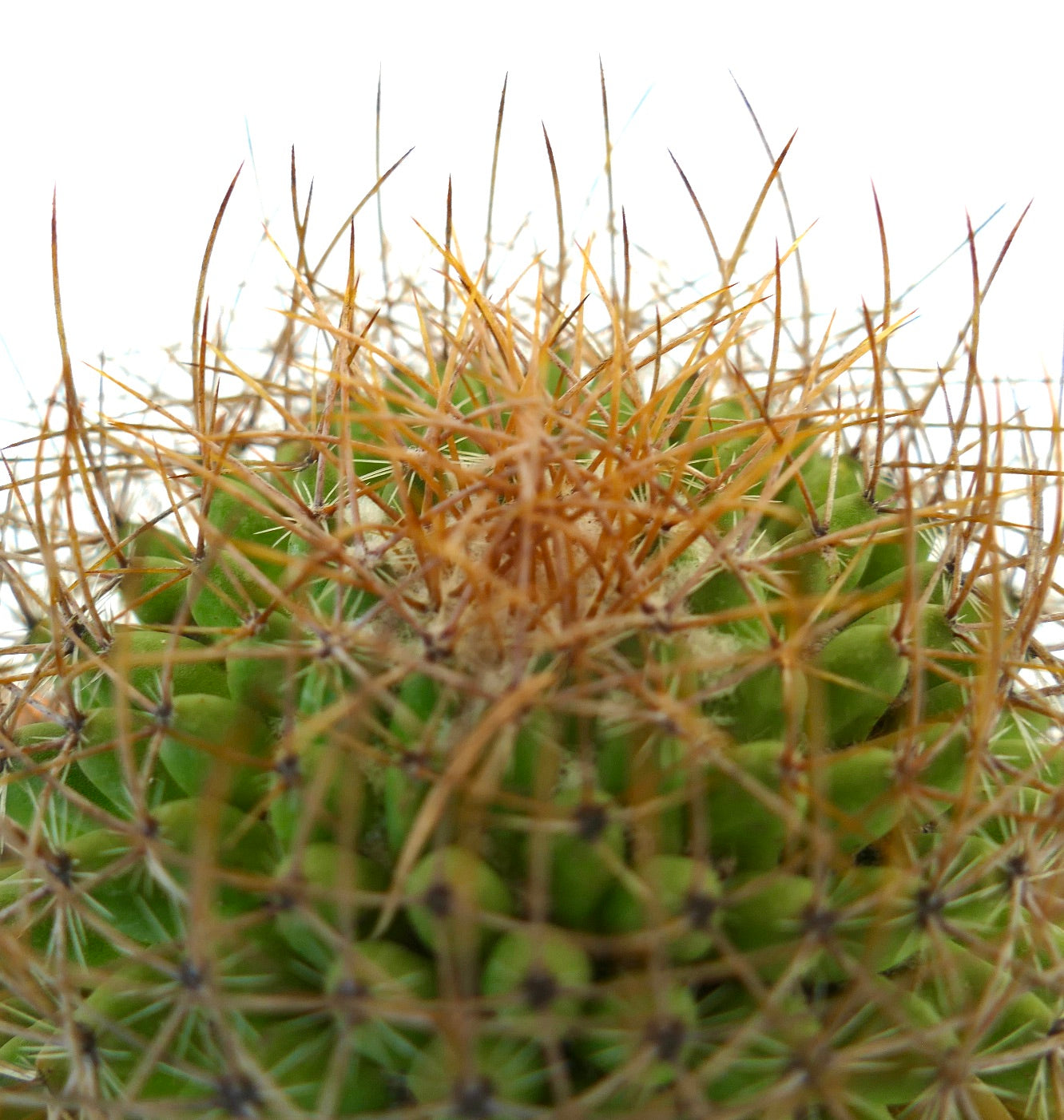 Mammillaria parkinsonii REP 2363 Pena Miller, Querétaro, Mexico