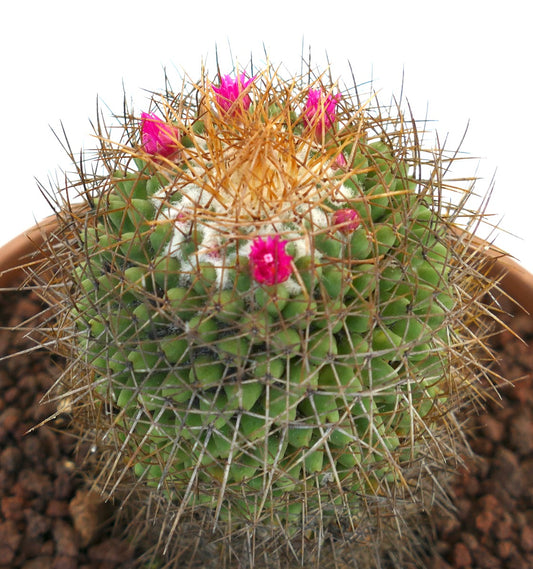 Mammillaria parkinsonii REP 2363 Pena Miller, Querétaro, Mexico