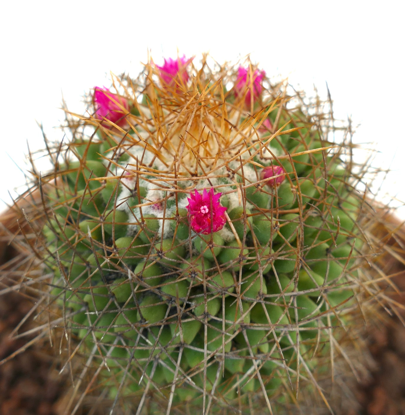 Mammillaria parkinsonii REP 2363 Pena Miller, Querétaro, Mexico