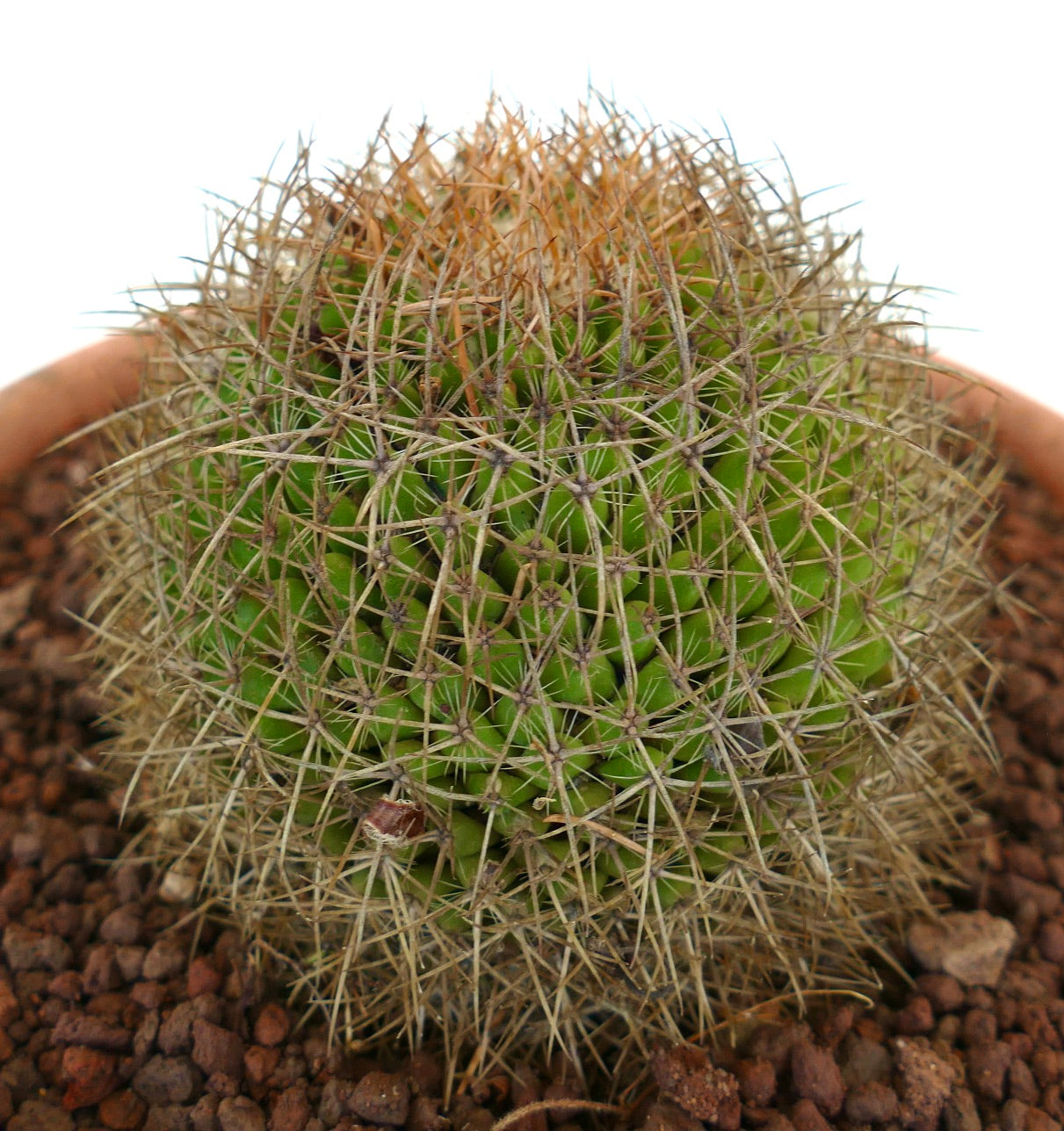 Mammillaria parkinsonii REP 2363 Pena Miller, Querétaro, Mexico