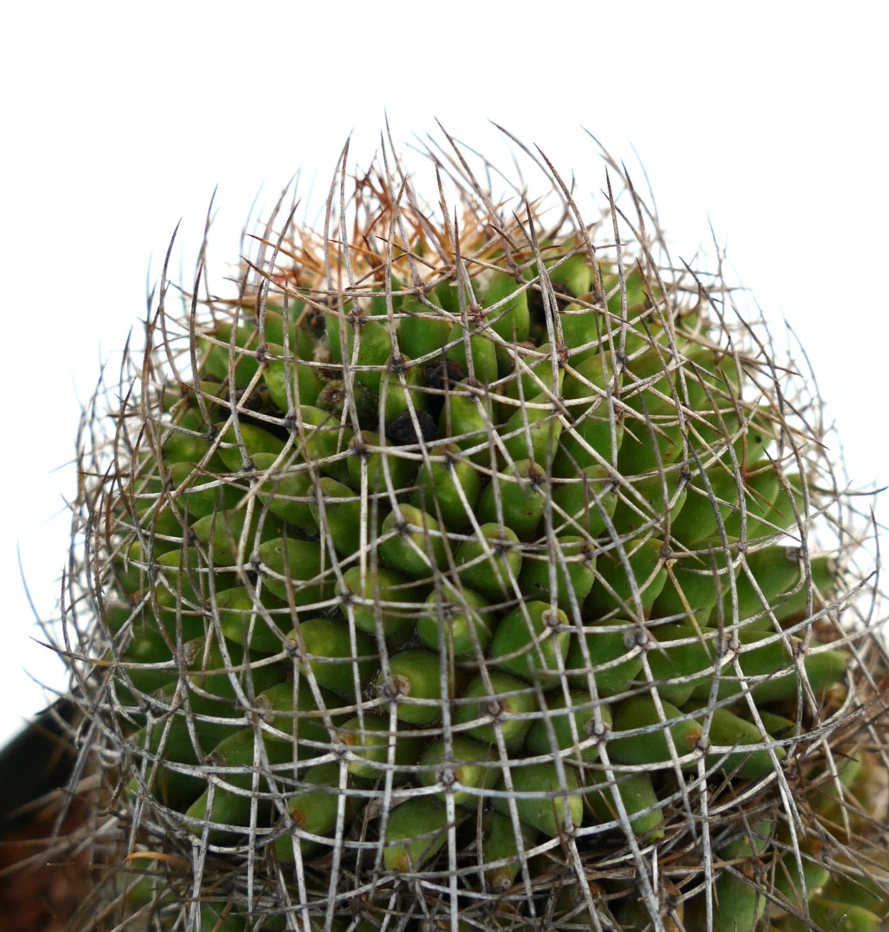 Mammillaria mystax (Veracruz border, Mexico)