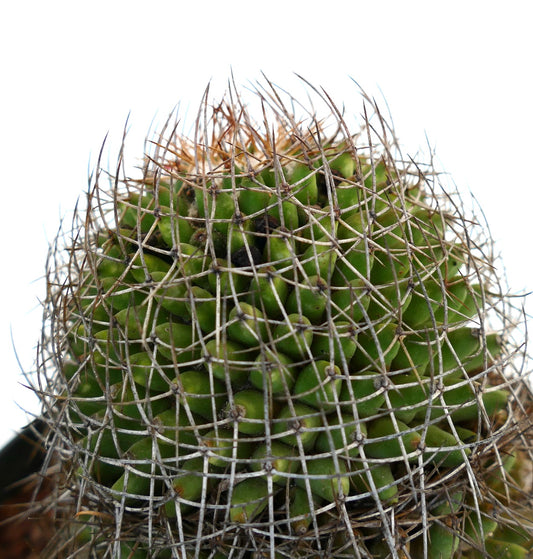 Mammillaria mystax (Veracruz border, Mexico)