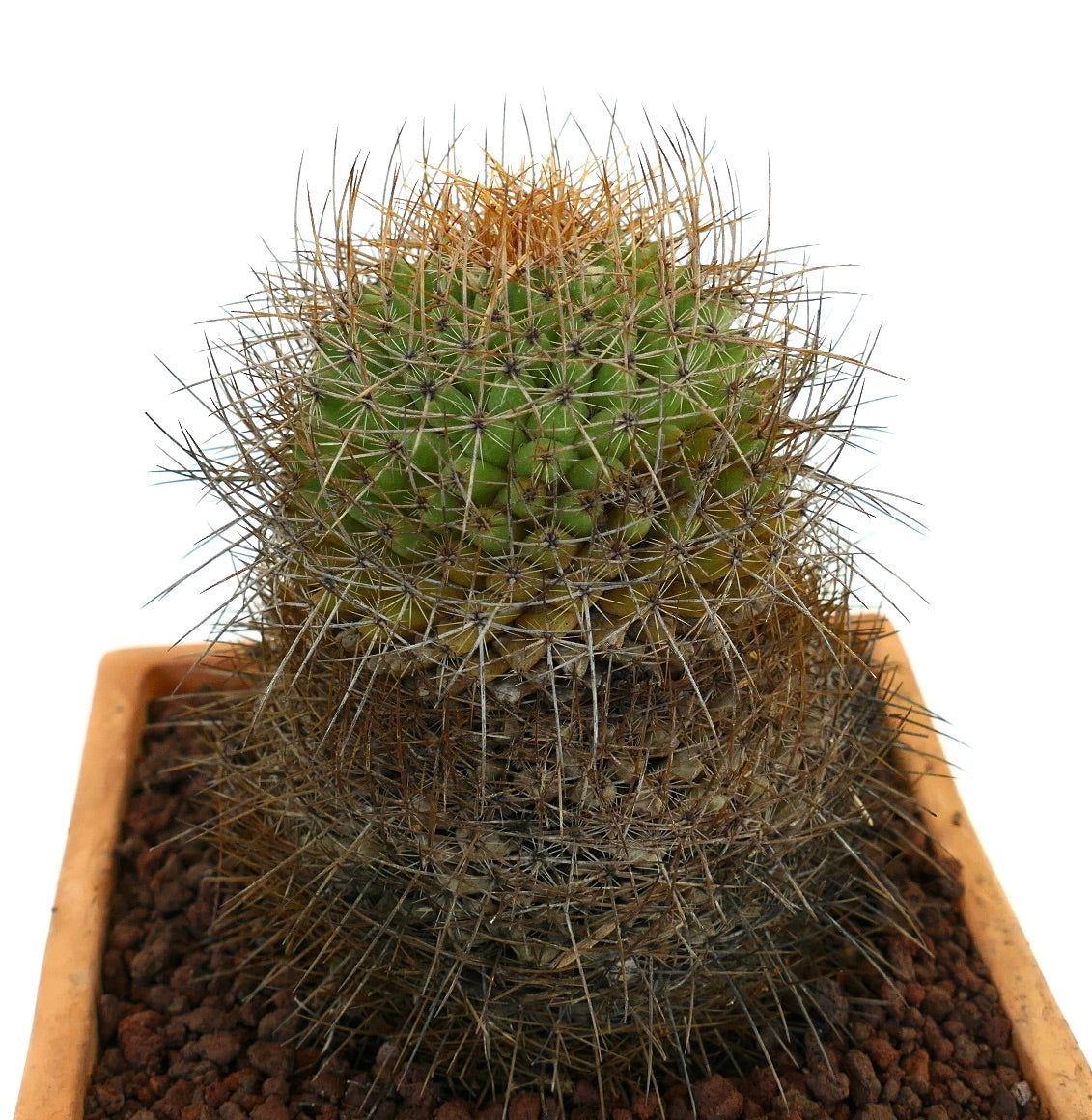 Mammillaria parkinsonii REP 2363 Pena Miller, Querétaro, Mexico