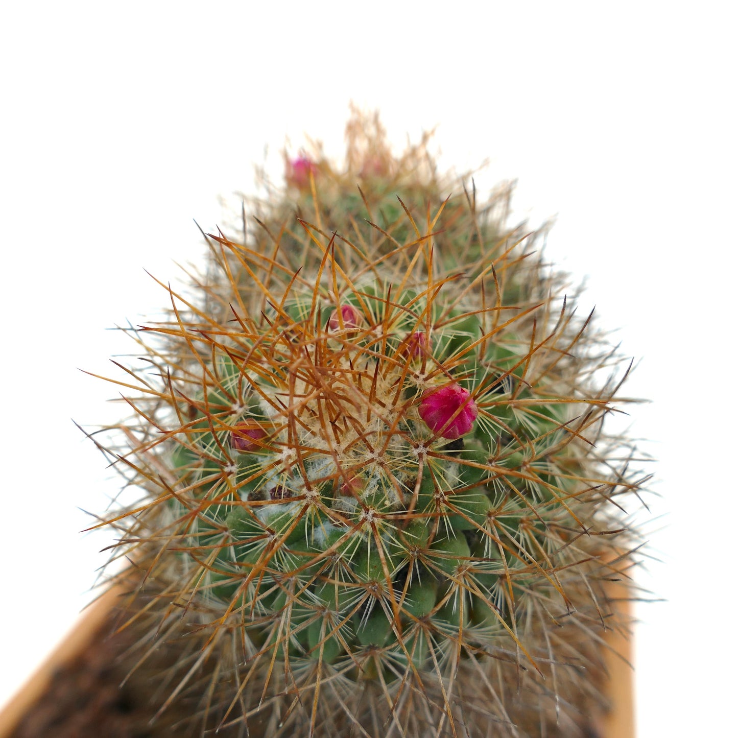 Mammillaria parkinsonii REP 2363 Pena Miller, Querétaro, Mexico