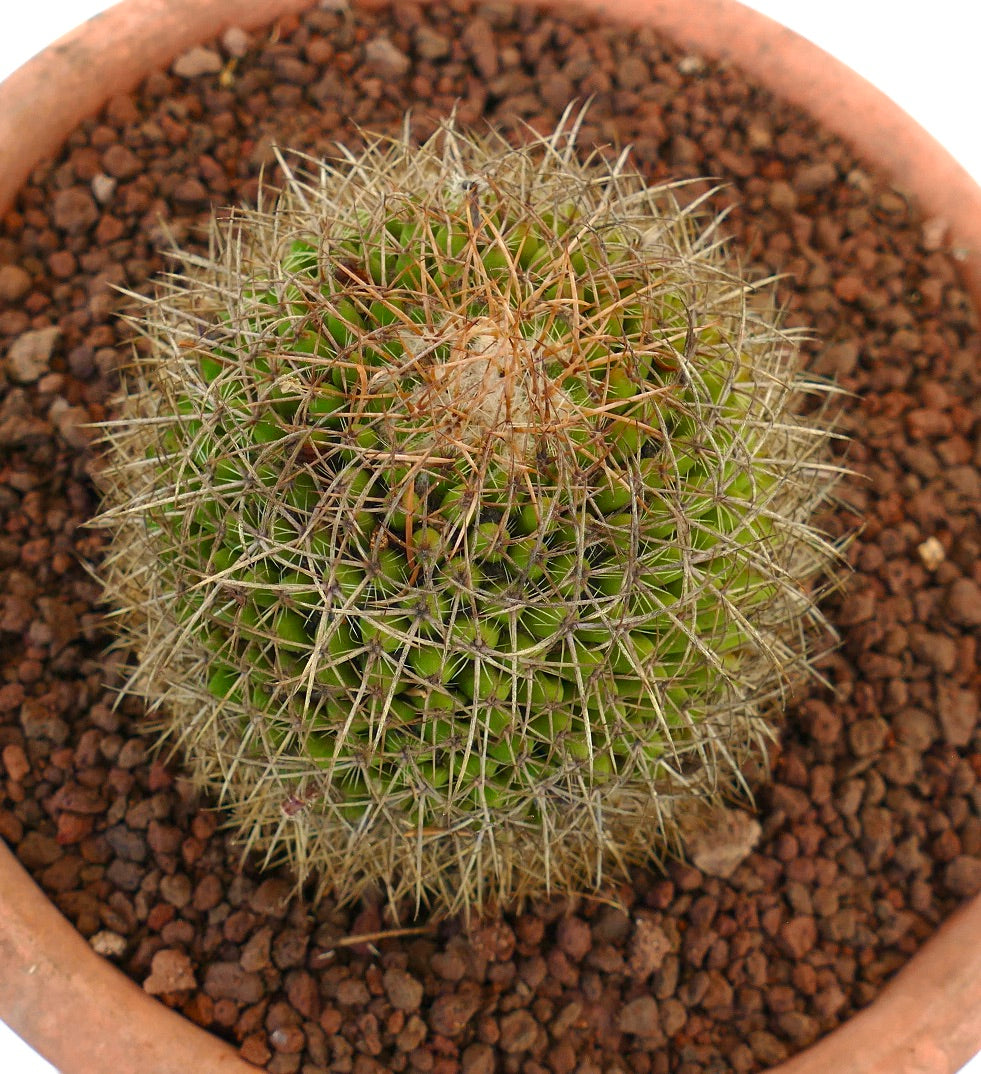 Mammillaria parkinsonii REP 2363 Pena Miller, Querétaro, Mexico