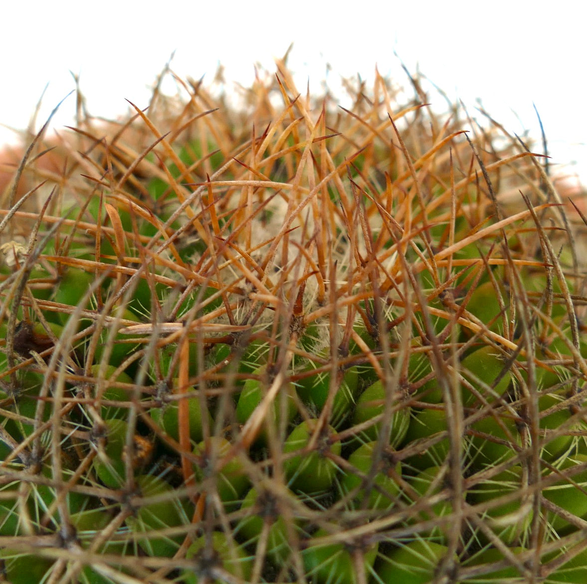 Mammillaria parkinsonii REP 2363 Pena Miller, Querétaro, Mexico