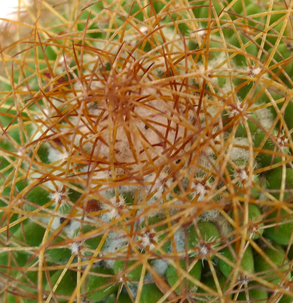 Mammillaria parkinsonii REP 2363 Pena Miller, Querétaro, Mexico