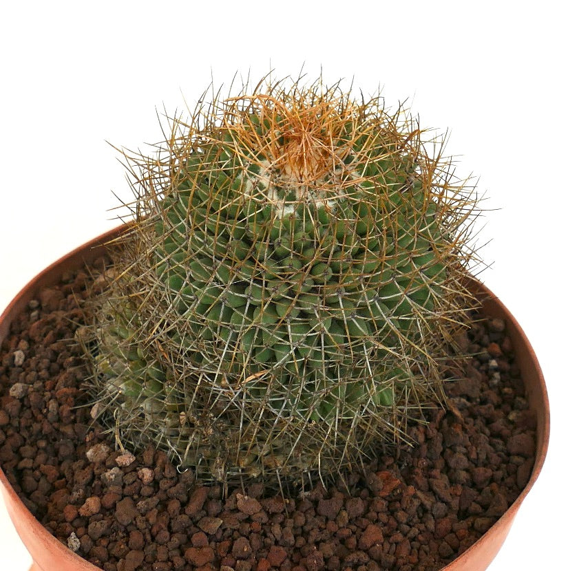 Mammillaria parkinsonii REP 2363 Pena Miller, Querétaro, Mexico