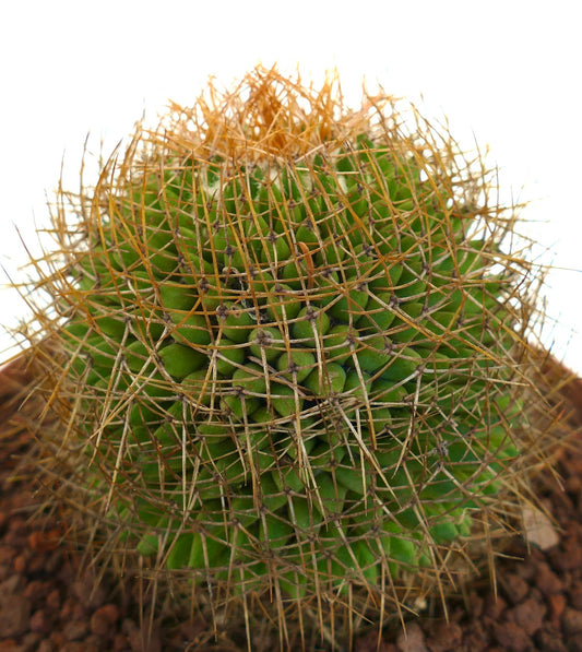 Mammillaria parkinsonii REP 2363 Pena Miller, Querétaro, Mexico