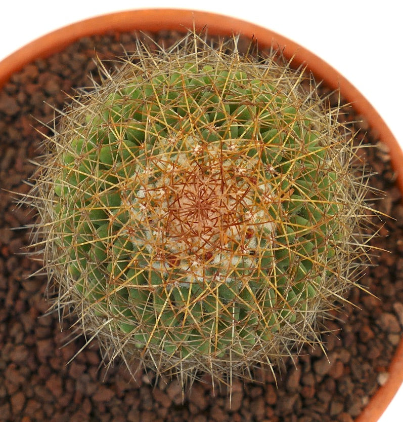 Mammillaria parkinsonii REP 2363 Pena Miller, Querétaro, Mexico