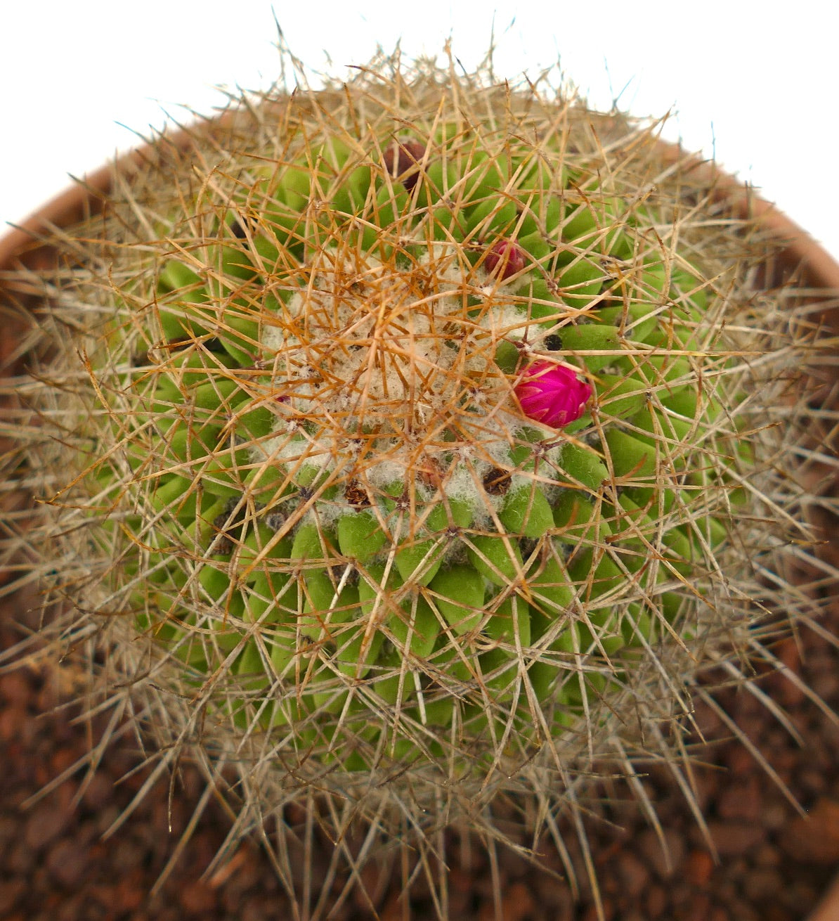 Mammillaria parkinsonii REP 2363 Pena Miller, Querétaro, Mexico