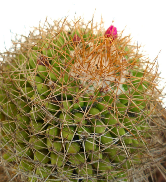 Mammillaria parkinsonii REP 2363 Pena Miller, Querétaro, Mexico