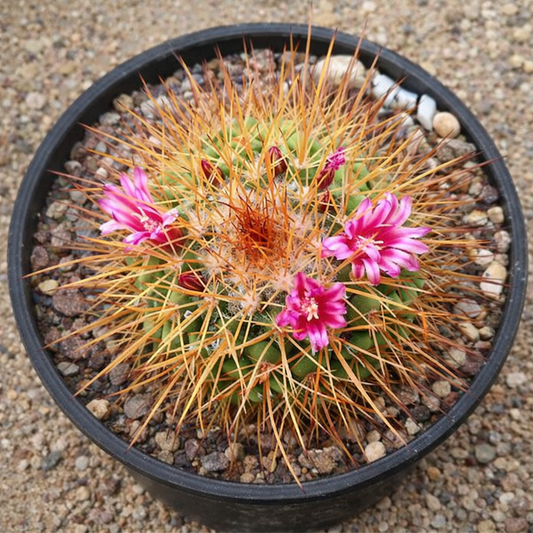 SEMILLAS de Mammillaria pettersonii