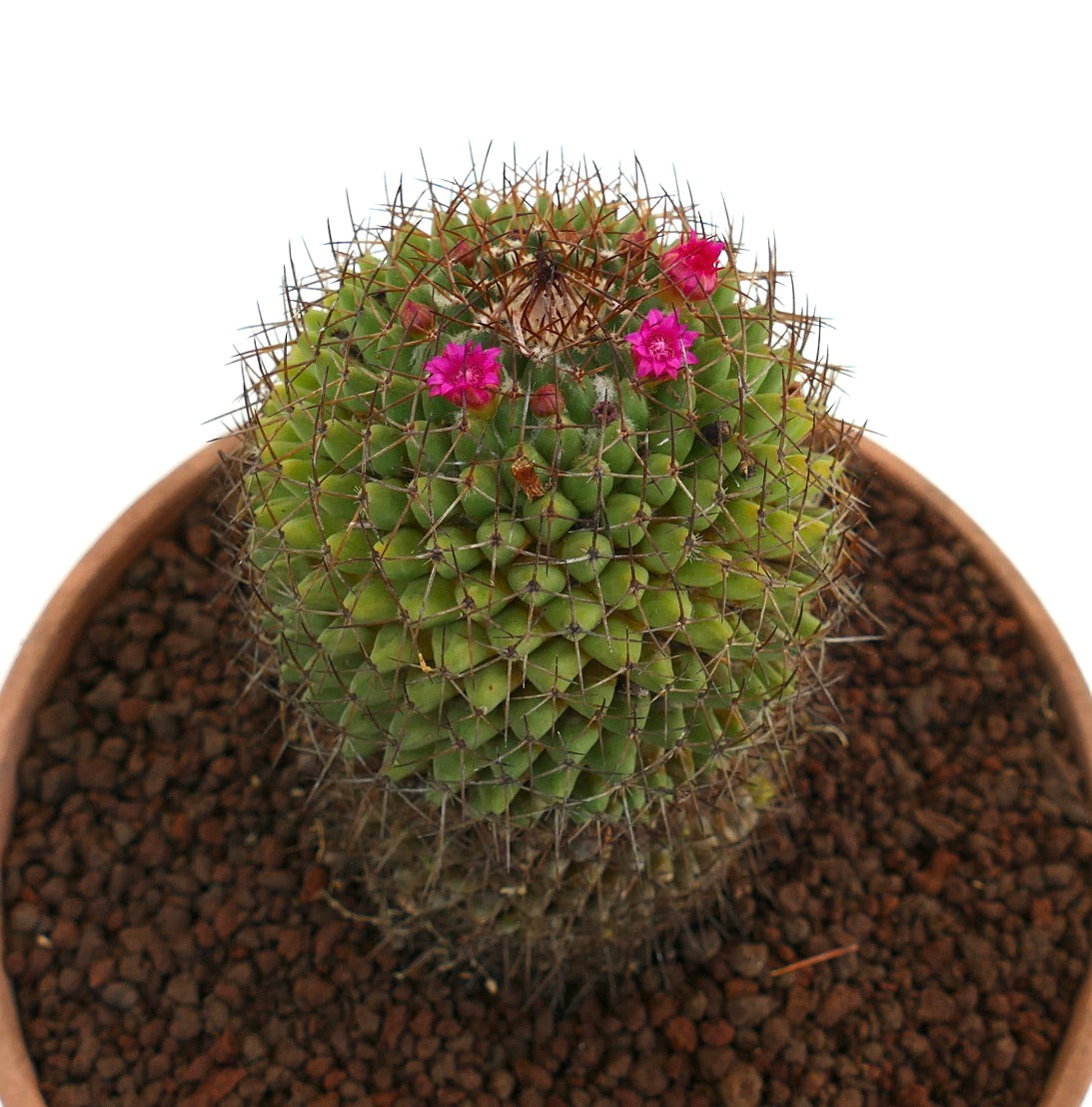 Mammillaria polythele (Guanajuato, Mexico)