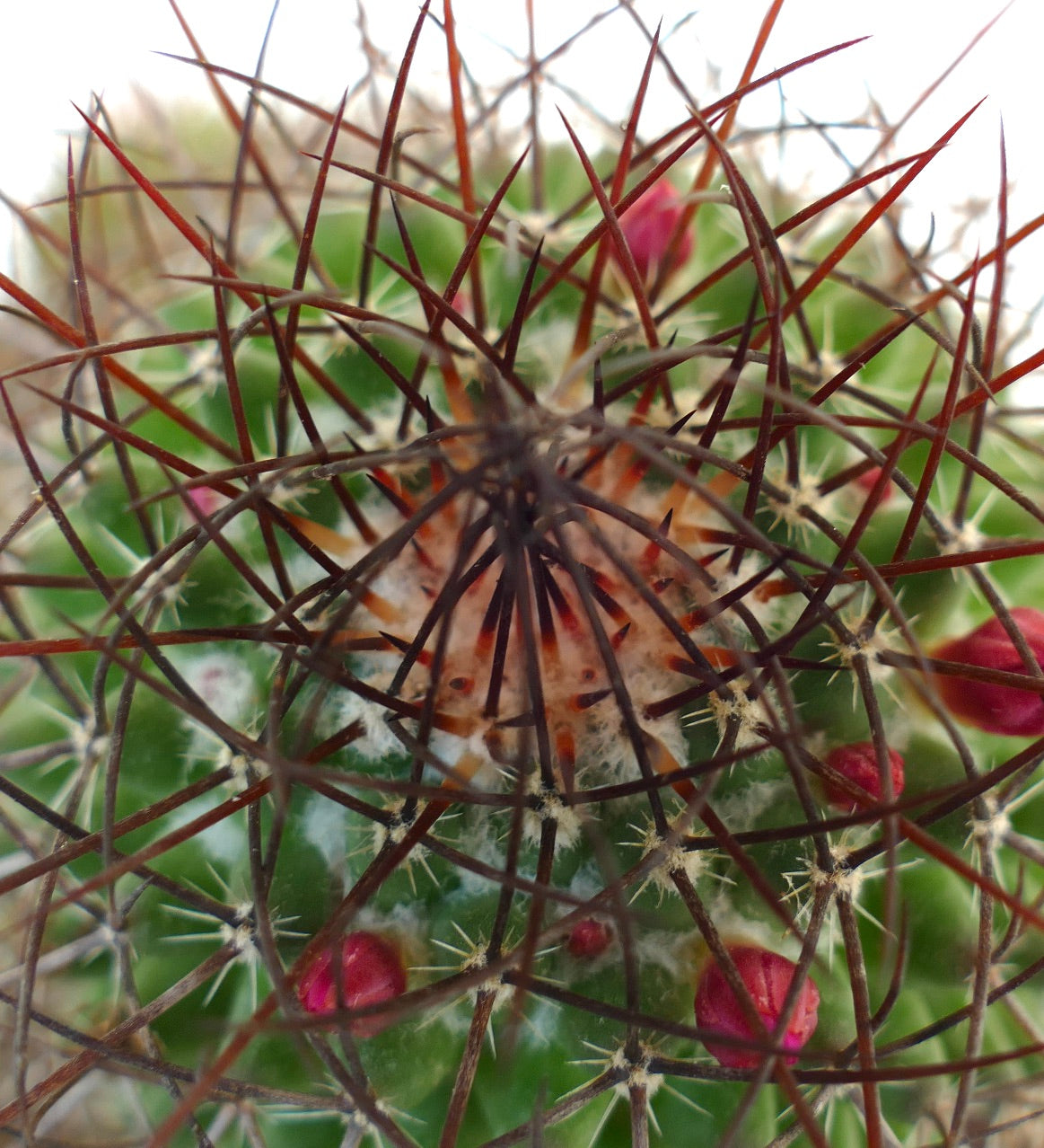 Mammillaria polythele (Guanajuato, Mexico)