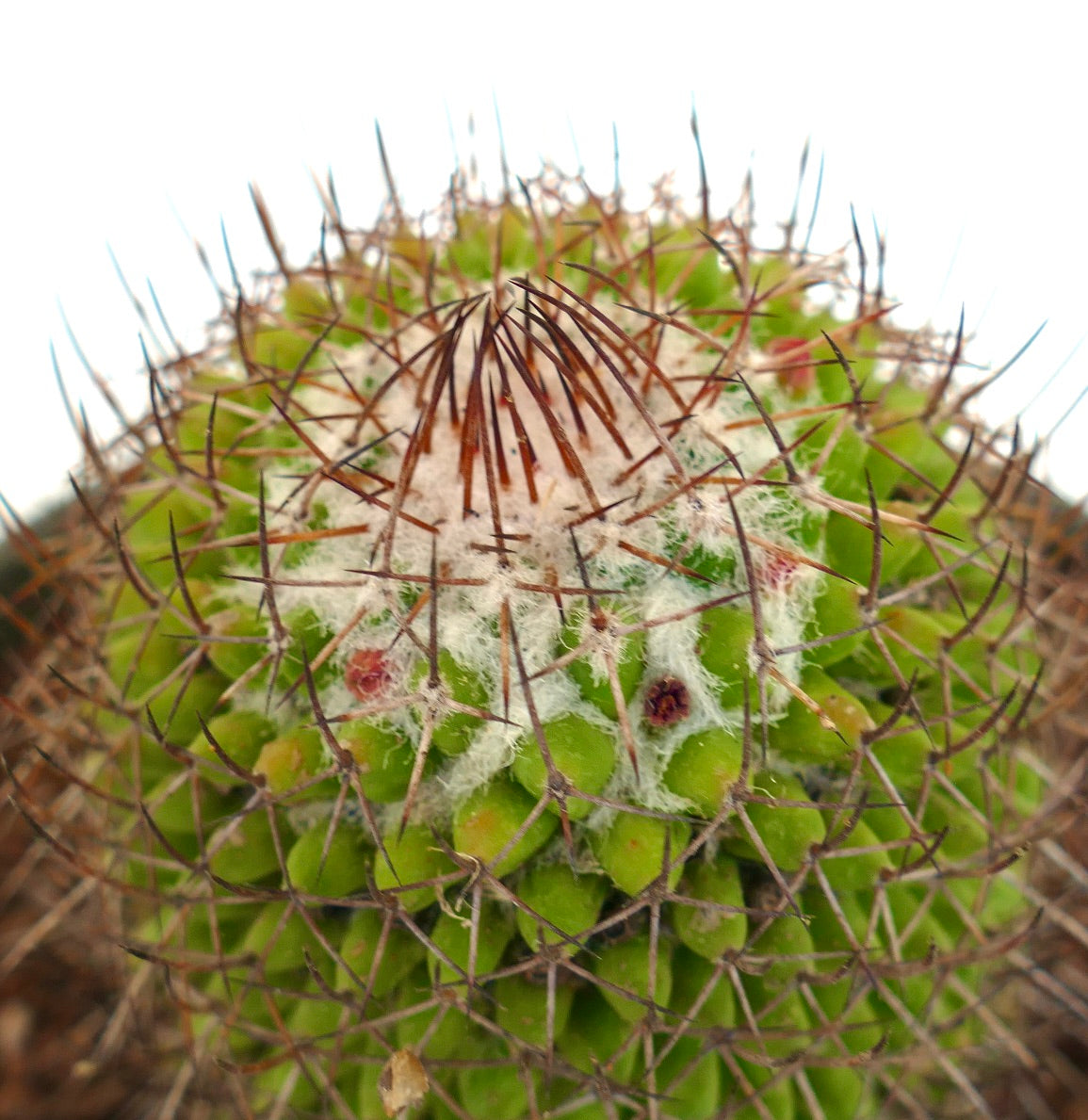 Mammillaria polythele (Guanajuato, Mexico)