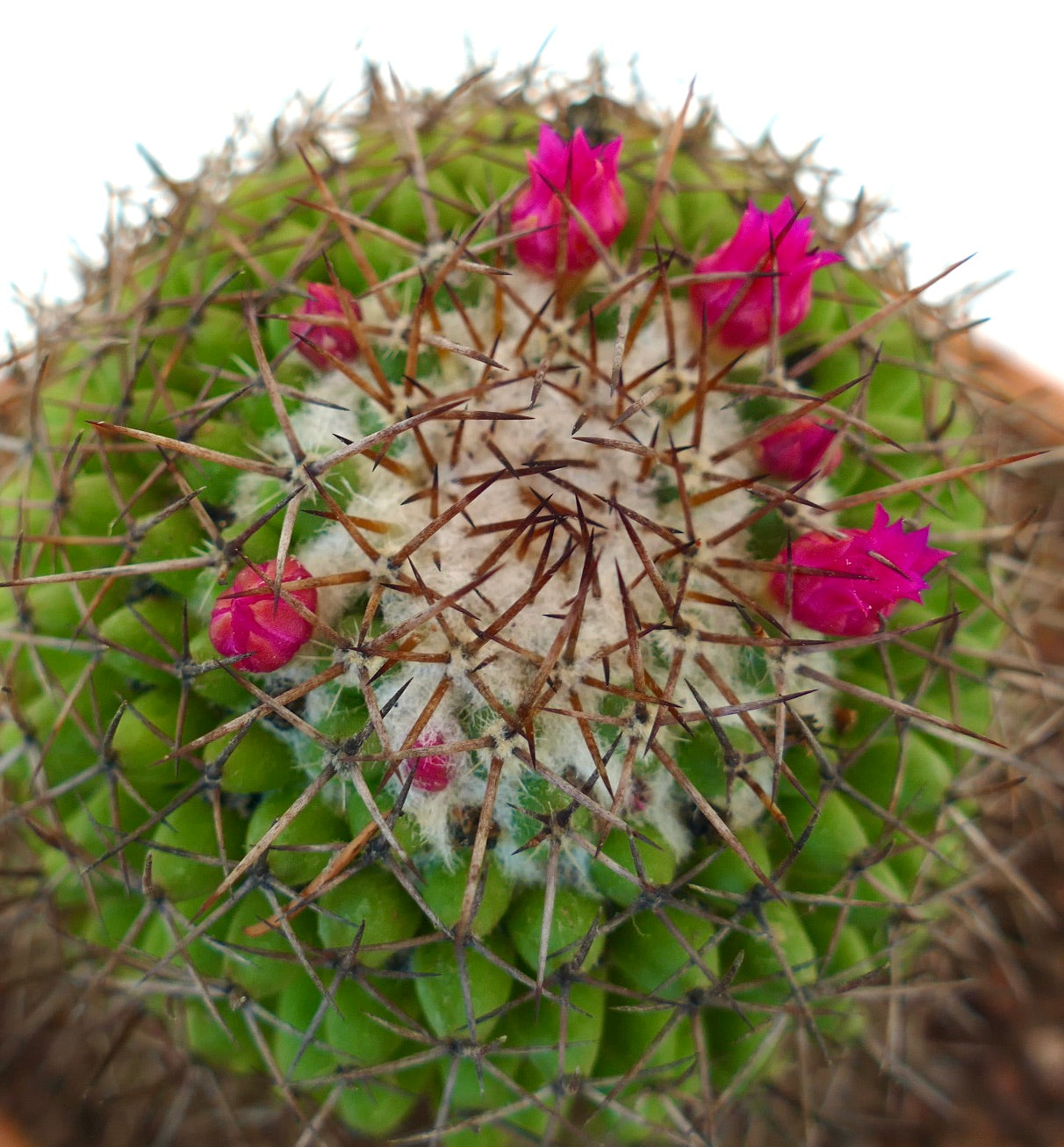 Mammillaria polythele (Guanajuato, Mexico)