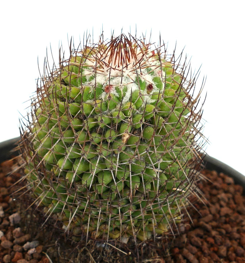 Mammillaria polythele (Guanajuato, Mexico)