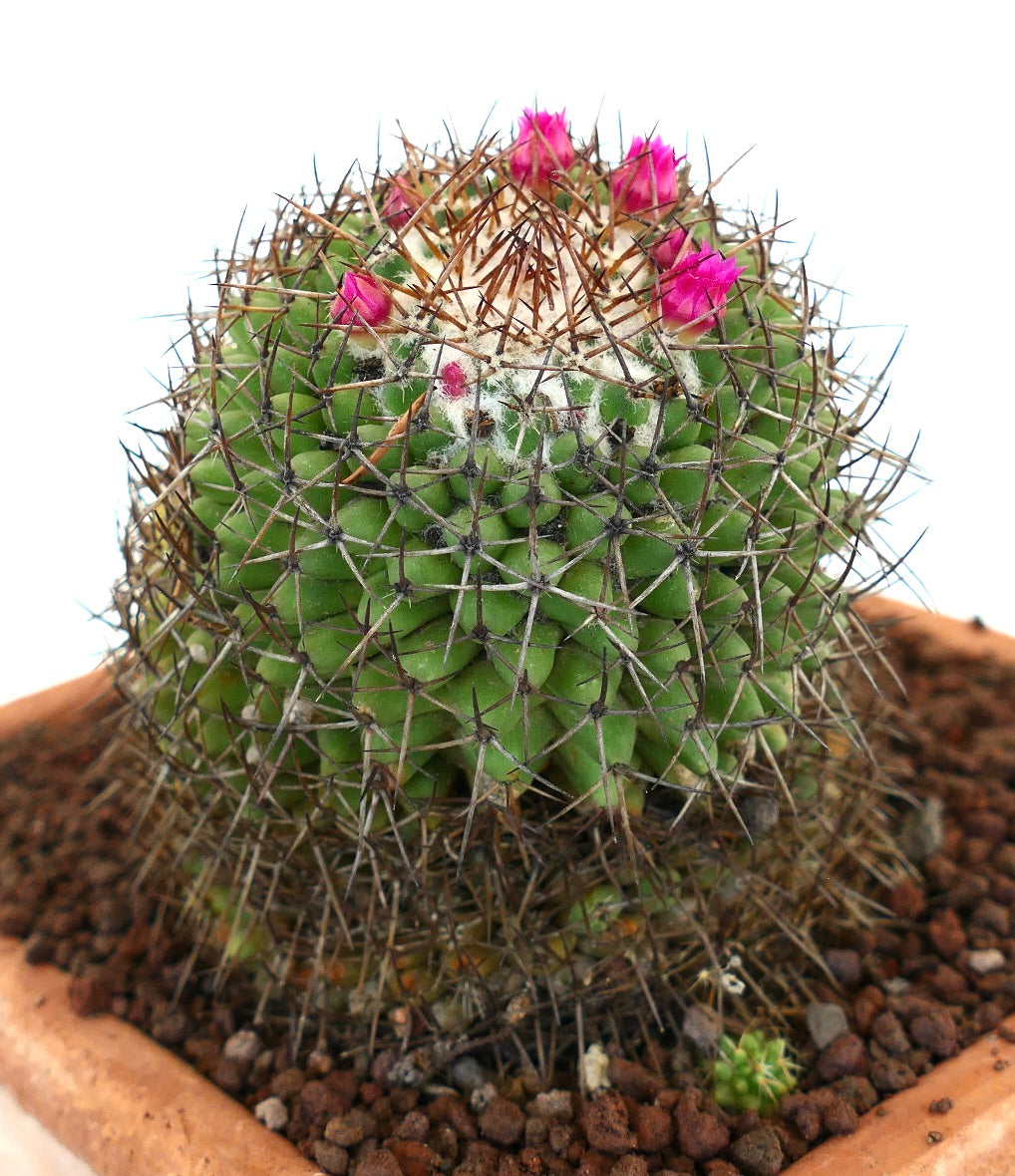 Mammillaria polythele (Guanajuato, Mexico)