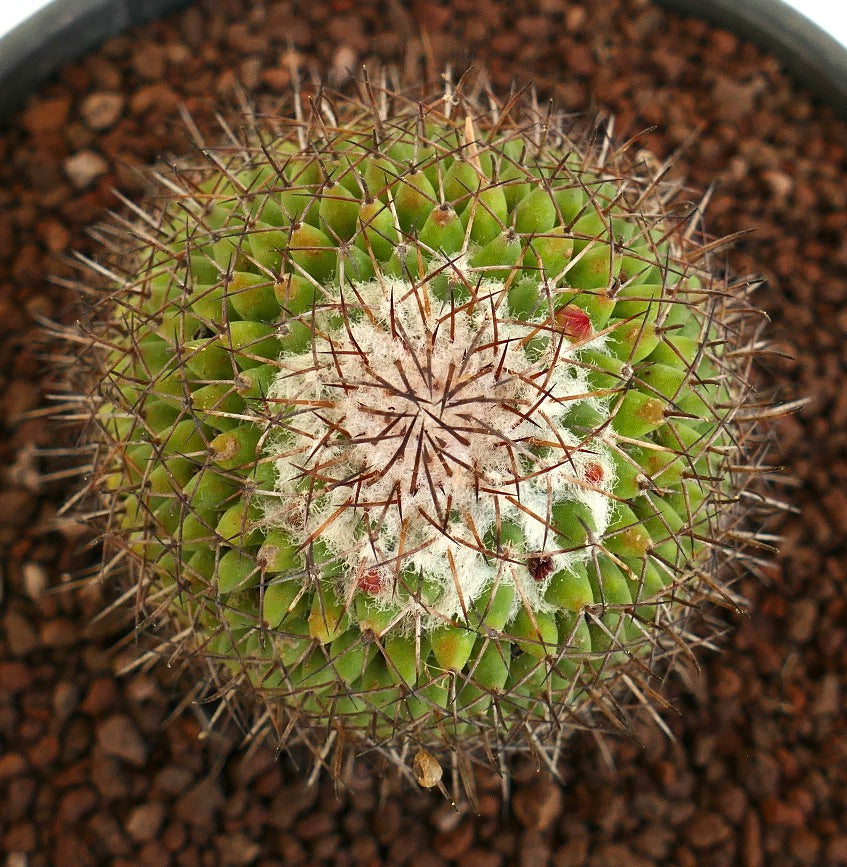 Mammillaria polythele (Guanajuato, Mexico)